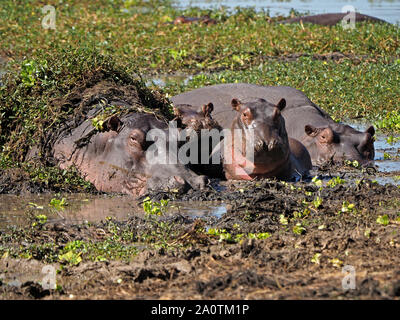 Des profils d'Hippopotame (Hippopotamus amphibius) couverts dans le chou du Nil (Pistia stratiotes) avec leurs petits et adultes dans la région de lagoon je South Luangwa, en Zambie, l'Afrique Banque D'Images