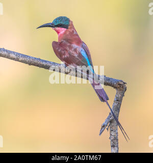 Le sud de carmine bee-eater (Merobs nubicoides) perché sur Branch dans le parc national Kruger, Afrique du Sud Banque D'Images