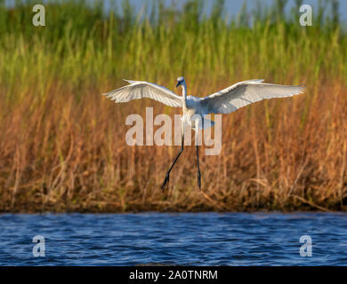 Aigrette garzette (Egretta rufescens rougeâtre), forme blanche, volant au-dessus des marais de marée, Galveston, Texas, États-Unis. Banque D'Images