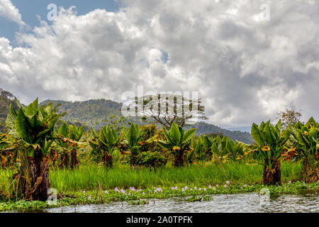 Rivière Rivière Antainambalana dans paysage de Madagascar Tamatave province près de Maroantsetra. Pure Nature Countriside scène naturelles à Madagascar Banque D'Images