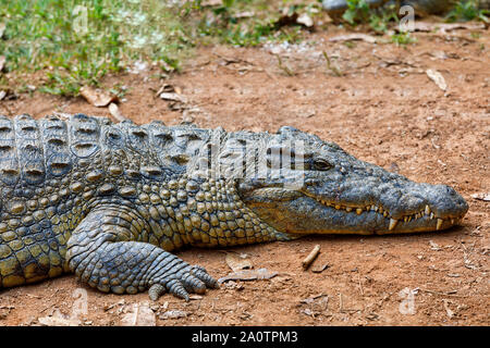 Grandes espèces de Madagascar Crocodile, Crocodylus niloticus madagascariensis, Vakona Réserve privée. La faune sauvage et de Magagascar Banque D'Images