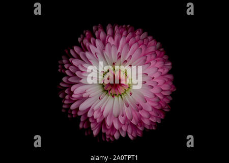 Top View close up white daisy rose fleur sur fond noir. Banque D'Images