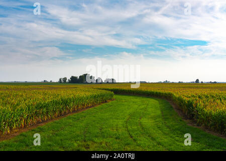 Grâce à la découpe d'herbe de blé sur une belle après-midi de septembre. Illinois, États-Unis Banque D'Images