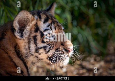 Trois mois de Sibérie (Amur) Tiger Cub Banque D'Images