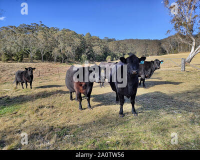 Les bouvillons Black Angus taureaux sur les pâturages verts dans la propriété de ferme agricole , régionale sur une journée ensoleillée à la recherche à l'appareil photo. Banque D'Images