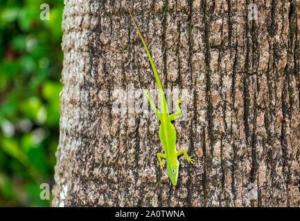 Caroline anole vert (Anolis carolinensis) sur palm tree trunk - Pembroke Pines, Florida, USA Banque D'Images