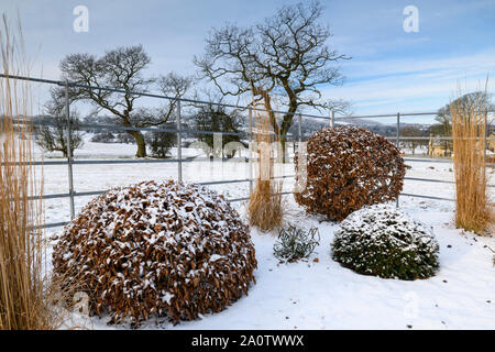 Élégant et contemporain, l'aménagement paysager et la plantation (topiary & tall Reed Grass) - close-up of winter garden, Yorkshire, Angleterre, Royaume-Uni. Banque D'Images