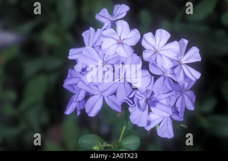 GROS PLAN DE LA FLEUR BLEUE DE PLUMBAGO (PLUMBAGO AURICULATA SYN CAPENSIS), SYDNEY, AUSTRALIE. Banque D'Images