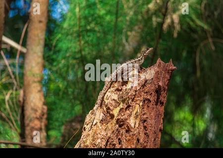 Basilisk (Basiliscus vittatus marron) lizard on tree stump - Wolf Lake Park, Davie, Floride, USA Banque D'Images