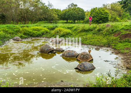 Tortue géante des Galapagos sur l'île Santa Cruz en Iles Galapagos. Les touristes à la recherche de l'écotourisme au groupe d'un grand nombre de tortues des Galápagos le refroidissement de l'eau dans le trou. Les animaux et la nature aux Galápagos highlands. Banque D'Images