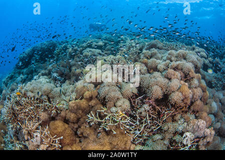 Santé des récifs de corail peuplées avec 'agitant la main' Xenia coraux et demoiselles.Scuba Diver en fond de l'eau bleu. Nusa Lambogan, Bali, Indonésie. Banque D'Images