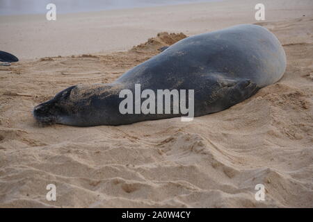 Hawaiian Monk Seal prend un repos sur Poipu Beach à Kauai. Les phoques monk, une espèce en voie de disparition, dorment souvent sur la plage pendant des heures. Banque D'Images