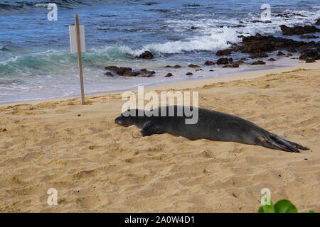 Hawaiian Monk Seal prend un repos sur Poipu Beach à Kauai. Les phoques monk, une espèce en voie de disparition, dorment souvent sur la plage pendant des heures. Banque D'Images
