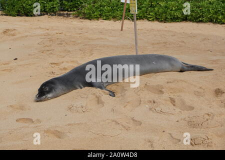 Hawaiian Monk Seal prend un repos sur Poipu Beach à Kauai. Les phoques monk, une espèce en voie de disparition, dorment souvent sur la plage pendant des heures. Banque D'Images