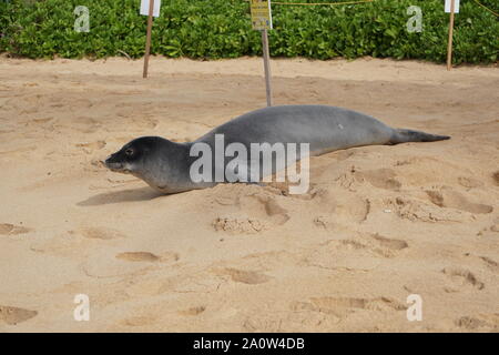 Hawaiian Monk Seal prend un repos sur Poipu Beach à Kauai. Les phoques monk, une espèce en voie de disparition, dorment souvent sur la plage pendant des heures. Banque D'Images