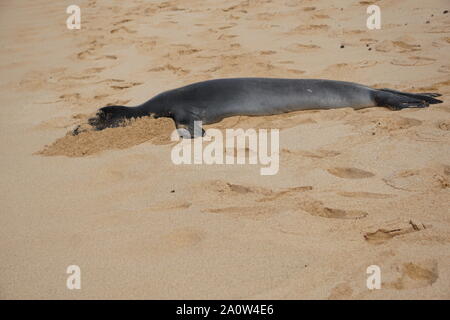 Hawaiian Monk Seal prend un repos sur Poipu Beach à Kauai. Les phoques monk, une espèce en voie de disparition, dorment souvent sur la plage pendant des heures. Banque D'Images
