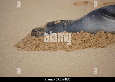 Hawaiian Monk Seal prend un repos sur Poipu Beach à Kauai. Les phoques monk, une espèce en voie de disparition, dorment souvent sur la plage pendant des heures. Banque D'Images
