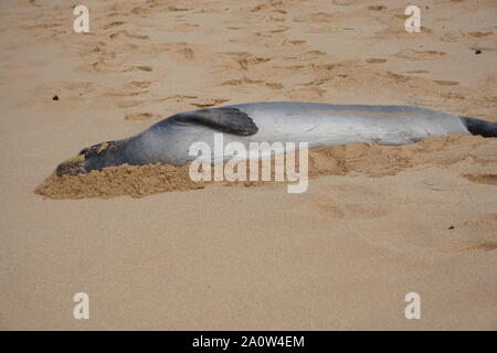 Hawaiian Monk Seal prend un repos sur Poipu Beach à Kauai. Les phoques monk, une espèce en voie de disparition, dorment souvent sur la plage pendant des heures. Banque D'Images