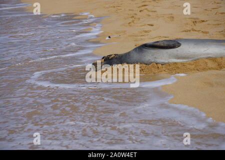 Hawaiian Monk Seal prend un repos sur Poipu Beach à Kauai. Les phoques monk, une espèce en voie de disparition, dorment souvent sur la plage pendant des heures. Banque D'Images