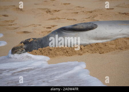 Hawaiian Monk Seal prend un repos sur Poipu Beach à Kauai. Les phoques monk, une espèce en voie de disparition, dorment souvent sur la plage pendant des heures. Banque D'Images
