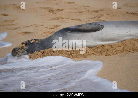 Hawaiian Monk Seal prend un repos sur Poipu Beach à Kauai. Les phoques monk, une espèce en voie de disparition, dorment souvent sur la plage pendant des heures. Banque D'Images