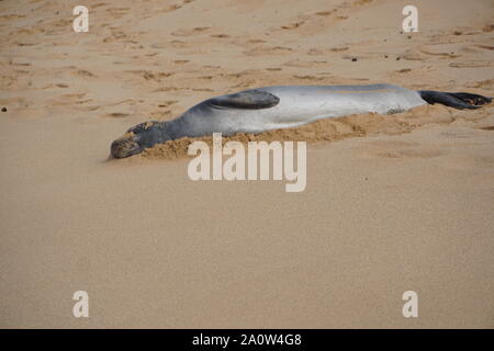 Hawaiian Monk Seal prend un repos sur Poipu Beach à Kauai. Les phoques monk, une espèce en voie de disparition, dorment souvent sur la plage pendant des heures. Banque D'Images