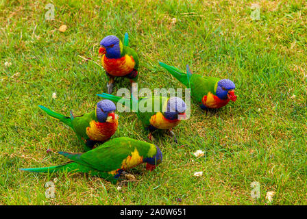 Rainbow loriquets verts sur l'herbe de manger du pain et des fruits Banque D'Images