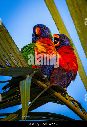 Paire de têtes pourpres Arc-en-ciel (Trichoglossus moluccanus) perché sur un palm tree branch Banque D'Images