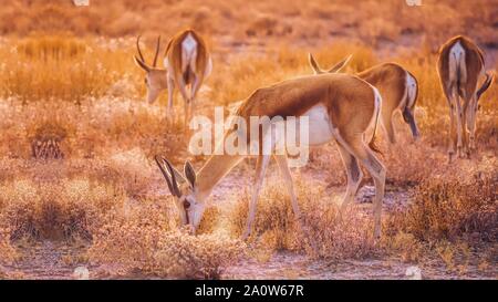 Un petit troupeau de springbok parcourt en belle lumière du matin, dans le parc national d'Etosha, Namibie. Banque D'Images