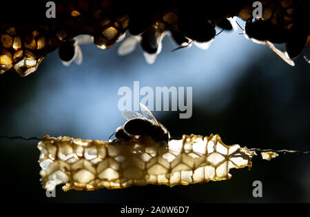 Stuttgart, Allemagne. 19 Sep, 2019. Les abeilles s'asseoir sur un peigne. (Pour l'Abeille "dpa Whisperer' à partir de 22.09.2019) Crédit : Sebastian Gollnow/dpa/Alamy Live News Banque D'Images
