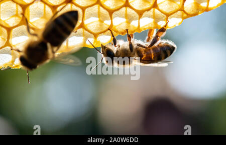 Stuttgart, Allemagne. 19 Sep, 2019. Les abeilles s'asseoir sur un peigne. (Pour l'Abeille "dpa Whisperer' à partir de 22.09.2019) Crédit : Sebastian Gollnow/dpa/Alamy Live News Banque D'Images