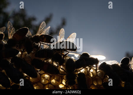 Stuttgart, Allemagne. 19 Sep, 2019. Les abeilles s'asseoir sur un peigne. Crédit : Sébastien Gollnow/dpa/Alamy Live News Banque D'Images