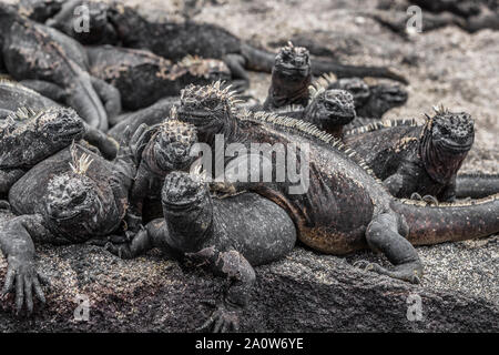 Les animaux. Iguane marin des Galapagos - réchauffement des iguanes au soleil sur les roches volcaniques sur l'île de Fernandina, Espinoza Point. Les animaux de la faune étonnante sur les îles Galapagos, en Équateur. Banque D'Images