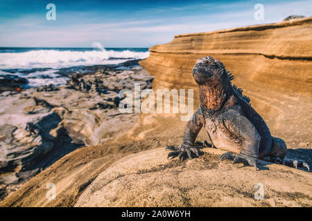 Îles Galápagos Iguane marin - réchauffement des iguanes au soleil sur les roches volcaniques sur Puerto Egas (port Egas) l'île de Santiago, de l'Équateur. Les animaux de la faune étonnante sur les îles Galapagos, en Équateur. Banque D'Images