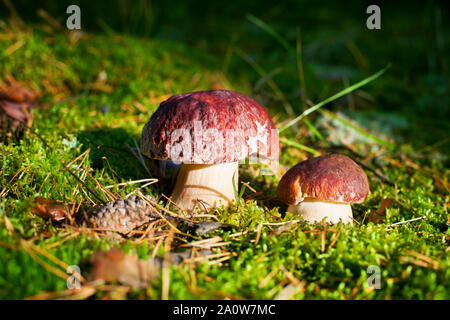 Deux champignons comestibles sur fond vert mousse forêt close up, Boletus edulis, brown cap boletus, penny bun, cep, porcino ou porcini, champignon blanc Banque D'Images
