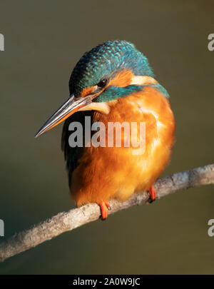 Kingfisher (Alcedo atthis femelle) perché sur en direction de la lumière du soleil tôt le matin glorieux, Warwickshire Banque D'Images