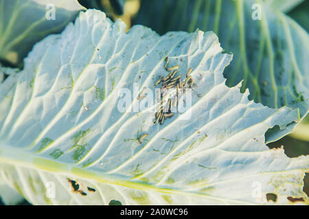 Chenilles sur les feuilles de chou. Focus sélectif. nature. Banque D'Images