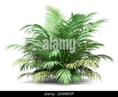 Golden palm tree canne isolé sur fond blanc. 3d illustration Banque D'Images