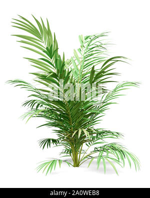 Golden palm tree canne isolé sur fond blanc. 3d illustration Banque D'Images