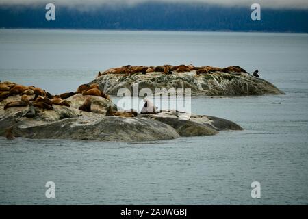 Beau groupe de phoques communs se reposer dans la sécurité de la falaise de Glacier Bay, Alaska, États-Unis Banque D'Images