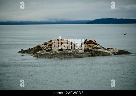 Beau groupe de phoques communs se reposer dans la sécurité de la falaise de Glacier Bay, Alaska, États-Unis Banque D'Images