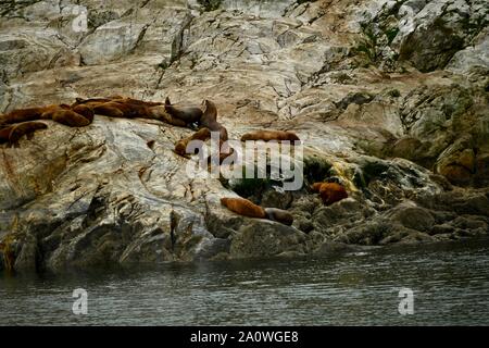 Beau groupe de phoques communs se reposer dans la sécurité de la falaise de Glacier Bay, Alaska, États-Unis Banque D'Images