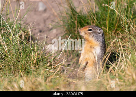 Colombie-britannique (Urocitellus columbianus) sur un pré, Waterton Lakes National Park, Alberta, Canada Banque D'Images