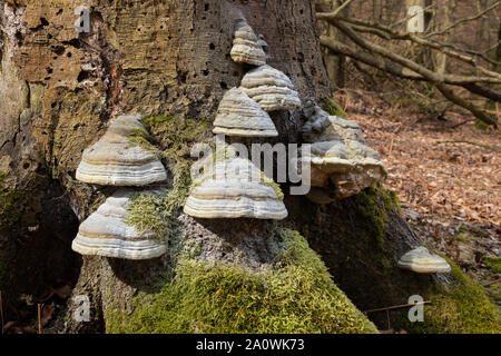 L'Amadou Fomes fomentarius (champignon) à un arbre, l'île de Rügen, Granitz, Mecklembourg-Poméranie-Occidentale, Allemagne, Europe Banque D'Images