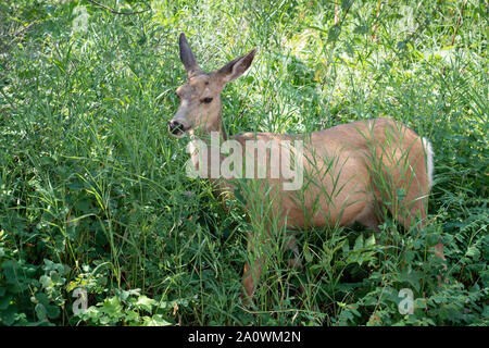 Le cerf mulet (Odocoileus hemionus), l'image a été prise dans le parc national des Lacs-Waterton, Canada Banque D'Images