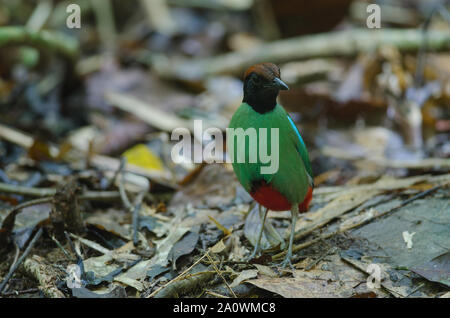 Hooded Pitta (Pitta sordida) debout sur une branche dans la nature Banque D'Images