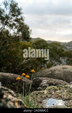 De belles vues de montagnes Rocheuses, dans le Bush Australien Mt Buffalo Australie Banque D'Images