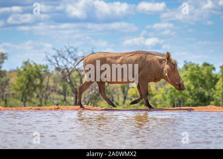 Phacochère commun (Phacochoerus Africanus) passent à côté d'un étang, Welgevonden Game Reserve, Afrique du Sud. Banque D'Images