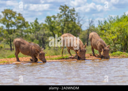 Trois petits phacochère (Phacochoerus Africanus) boire à un étang, Welgevonden Game Reserve, Afrique du Sud. Banque D'Images