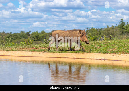 Phacochère commun (Phacochoerus Africanus) passent à côté d'un étang, Welgevonden Game Reserve, Afrique du Sud. Banque D'Images